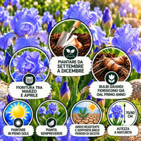 Iris germanica blue sapphire rizomi, fiori blu, piantare in pieno sole, altezza a maturità 70-80 cm, fioritura tra marzo e aprile.