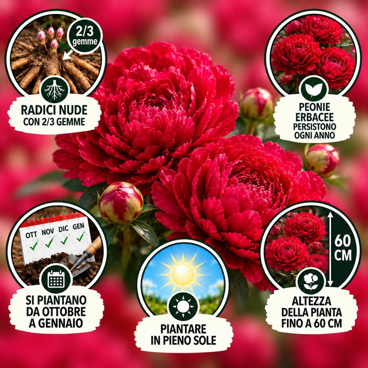 PAEONIA Lactiflora KARL ROSENFIELD (2 Radici)