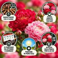 PAEONIA Lactiflora ROSSA E ROSA (2 Radici)
