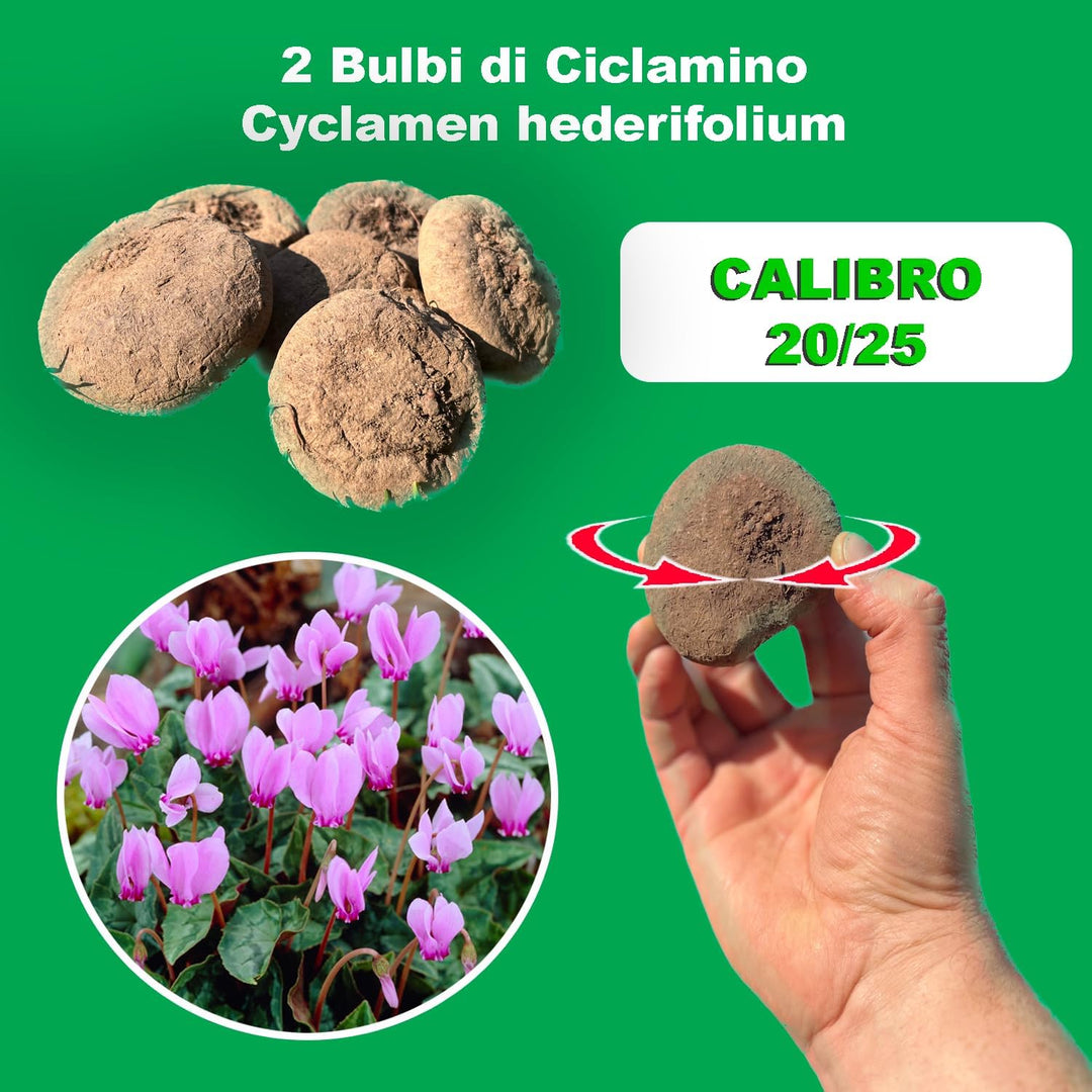 Cyclamen hederifolium Bulbs (2)