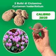 Cyclamen hederifolium Bulbs (2)