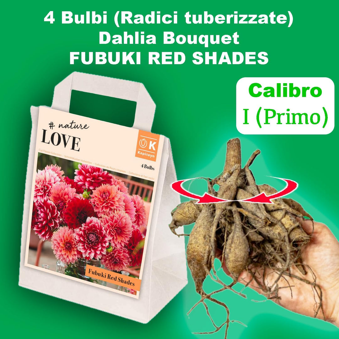 Bouquet Dahlia “Fubuki Red Shades” Bulbs (4)