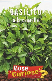BASIL SEED KIT | 5 Seed Packets | Classic Italian (Genovese) – Red – Lemon – Cinnamon – Lettuce Leaf