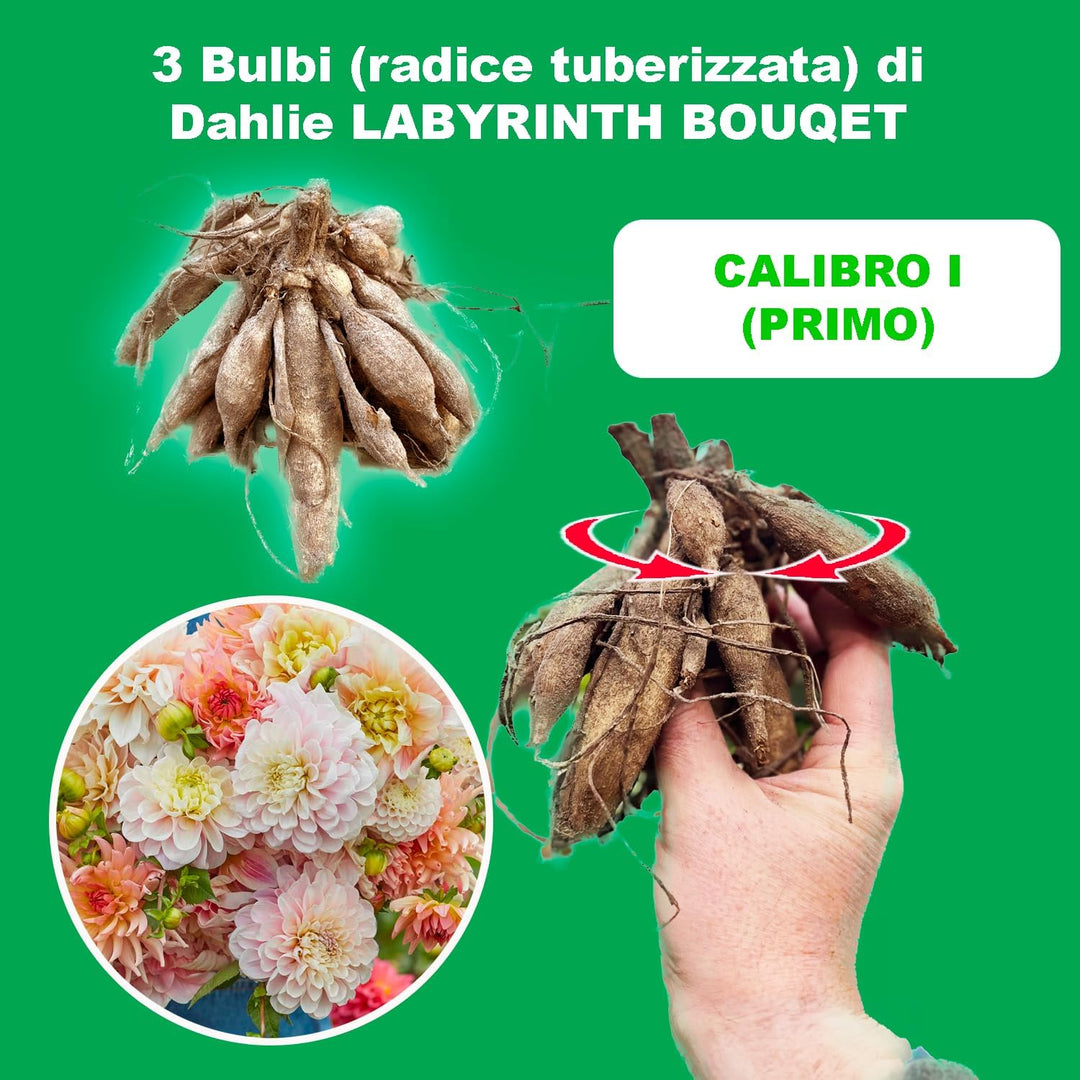 Labyrinth Bouquet Collection Dahlia Bulbs (3) – up to 100 cm