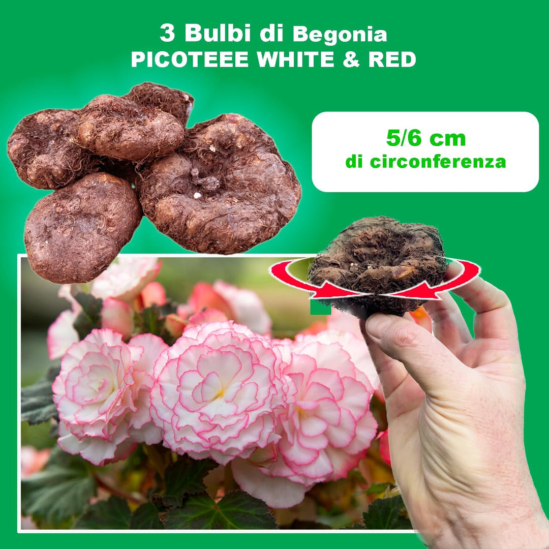 Picotee White Red Begonia Bulbs (3)