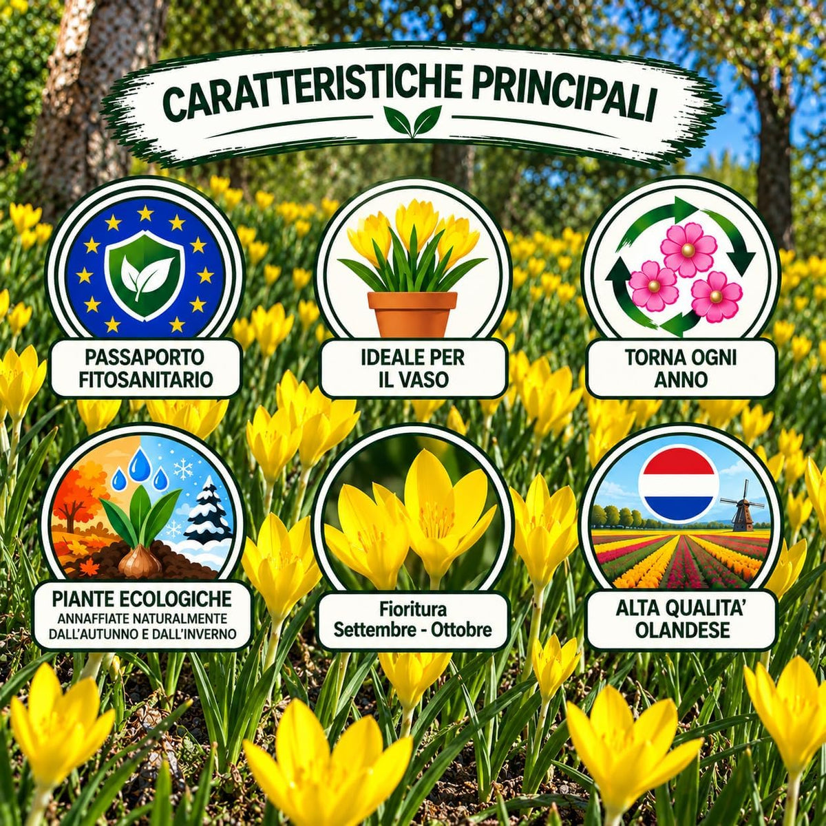 Sternbergia lutea (6 Bulbi)