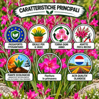 Gladiolus byzantinus bulbs, fiori rosa brillante, caratteristiche ideali per vasi, fioritura in primavera, piante ecologiche.