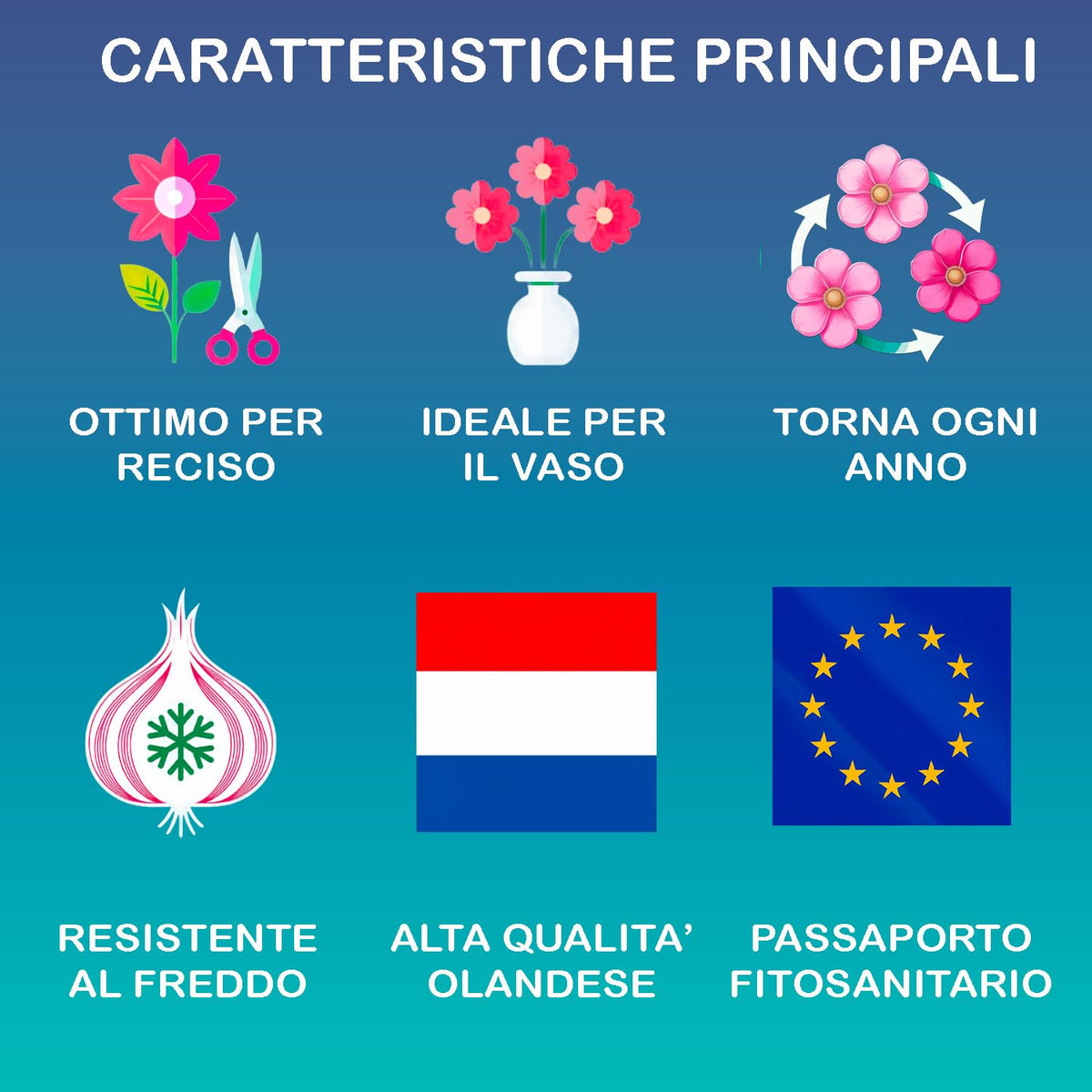 Caratteristiche dei narcisi bulbi olandesi: ottimo per reciso, ideale per il vaso, resistente al freddo, alta qualità olandese.