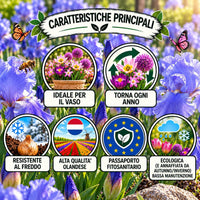 Caratteristiche principali dell'Iris germanica blue sapphire rizomi in un giardino fiorito.
