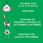 Bulbi di Lilium OT BEVERLY DREAMS (1)