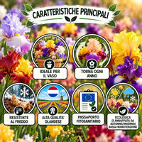 Caratteristiche di iris germanica rizomi mix: ideale per il vaso, resistente al freddo, alta qualità olandese, ecologica, passa ogni anno.