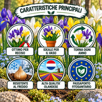 Caratteristiche principali del miscuglio di bulbi di iris hollandica, ottimo per giardini e vasi, resistente al freddo, alta qualità olandese.