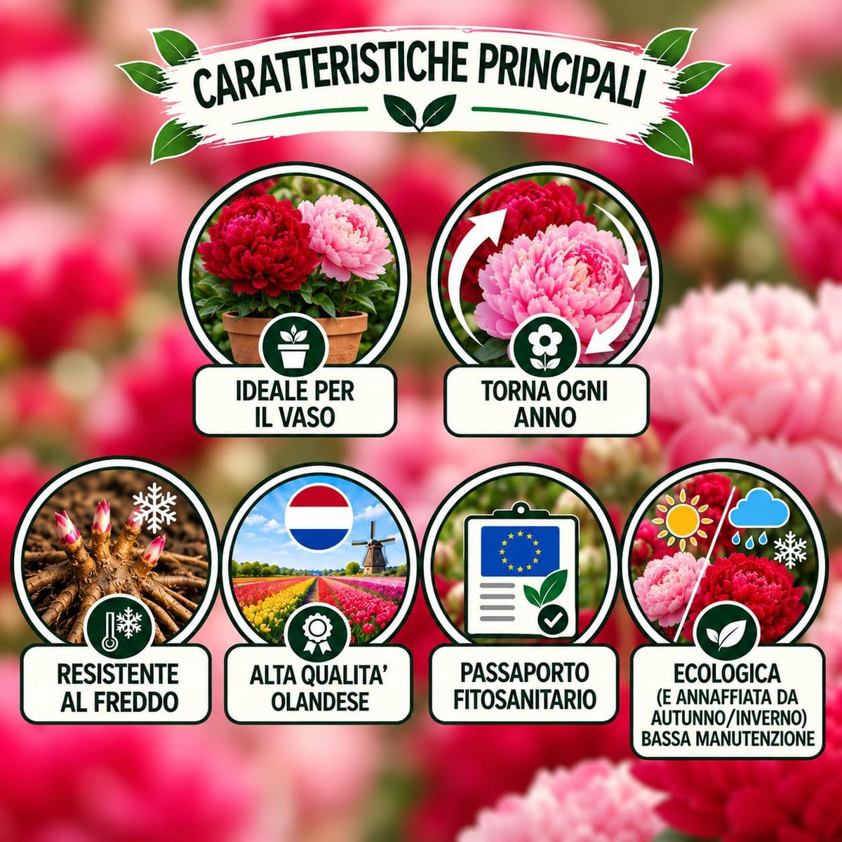 PAEONIA Lactiflora ROSSA E ROSA (2 Radici)