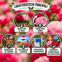 PAEONIA Lactiflora ROSSA E ROSA (2 Radici)