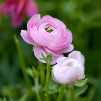 Ranuncoli ROSA (10 Bulbi)