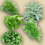Load image into Gallery viewer, Aromatic Plant  Seed Kit - 5 Bags of Seeds (Classic Italian Basil, Dill, Wild Fennel, Sage, Marjoram)
