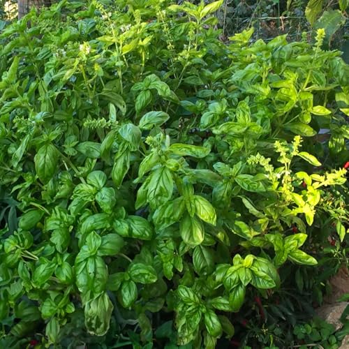Aromatic Plant  Seed Kit - 5 Bags of Seeds (Classic Italian Basil, Dill, Wild Fennel, Sage, Marjoram)