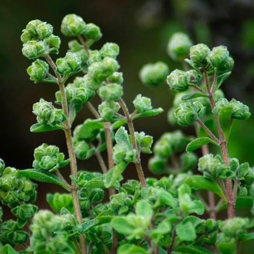 Aromatic Plant  Seed Kit - 5 Bags of Seeds (Classic Italian Basil, Dill, Wild Fennel, Sage, Marjoram)