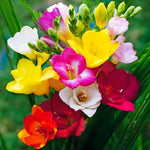 Load image into Gallery viewer, Freesia Single Mix - 15 Bulbs
