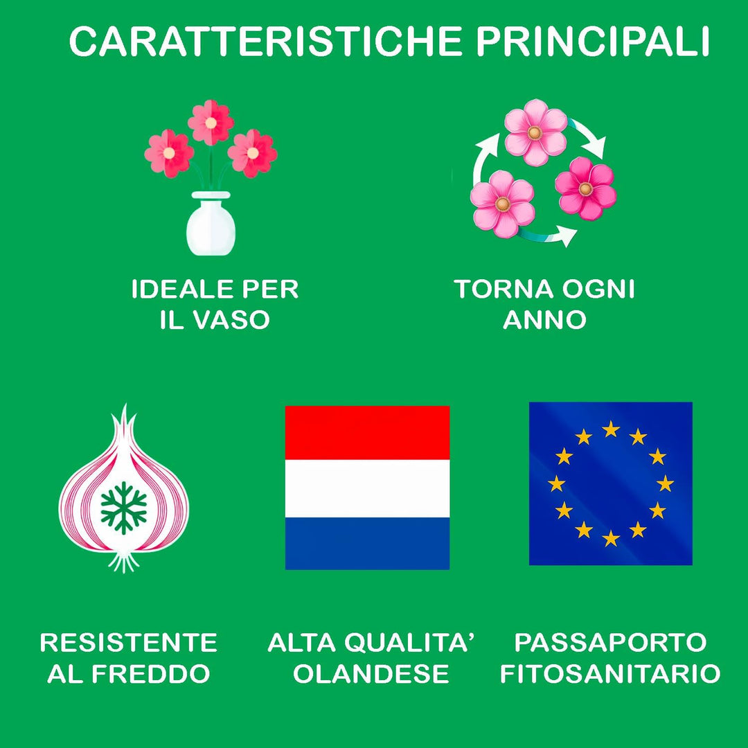 Orange Double Begonia Bulbs (3)