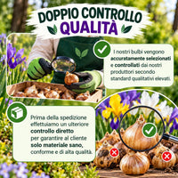 Controllo qualità bulbi iris hollandica mix of bulbs, selezione accurata e standard elevati garantiti.