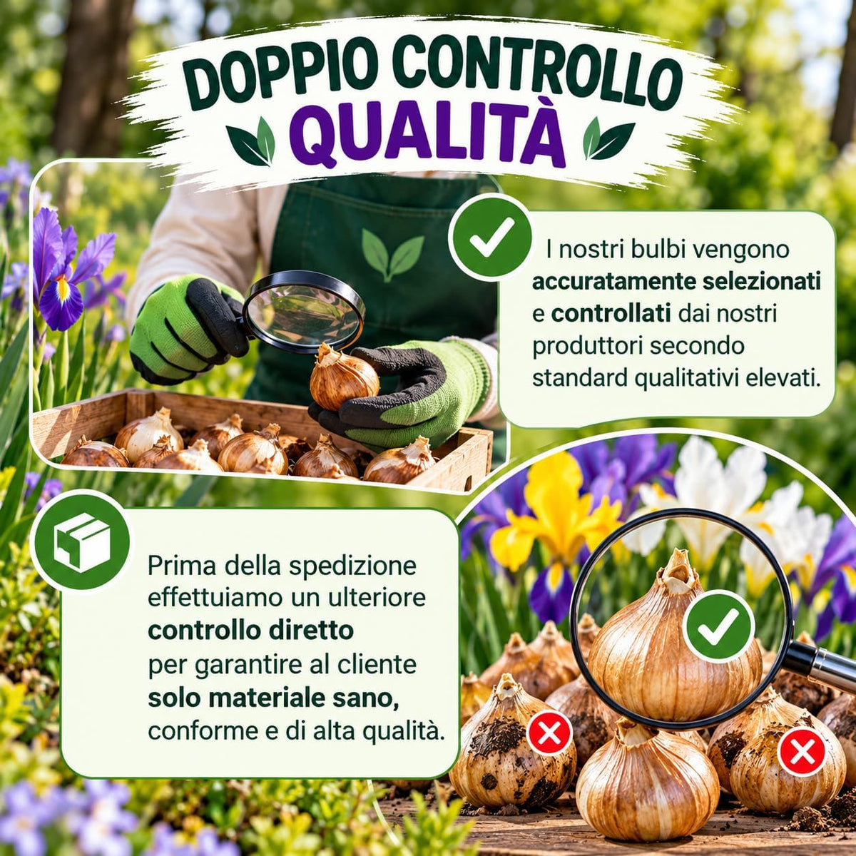 Controllo qualità dei bulbi di iris hollandica, selezionati e ispezionati prima della spedizione per garantire un mix perfetto.
