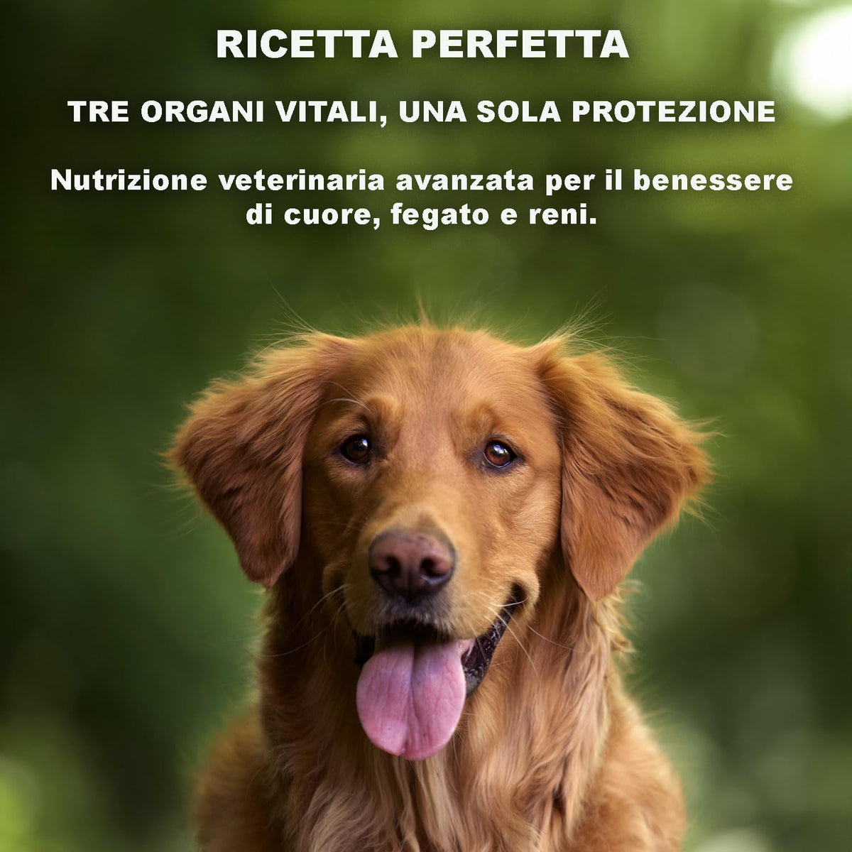 3D Kidney, Liver, and Heart Support Dog Kibble (3 kg) - 100% Natural Ingredients