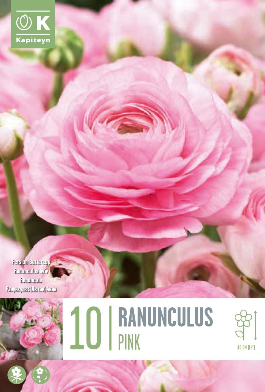 Ranuncoli ROSA (10 Bulbi)