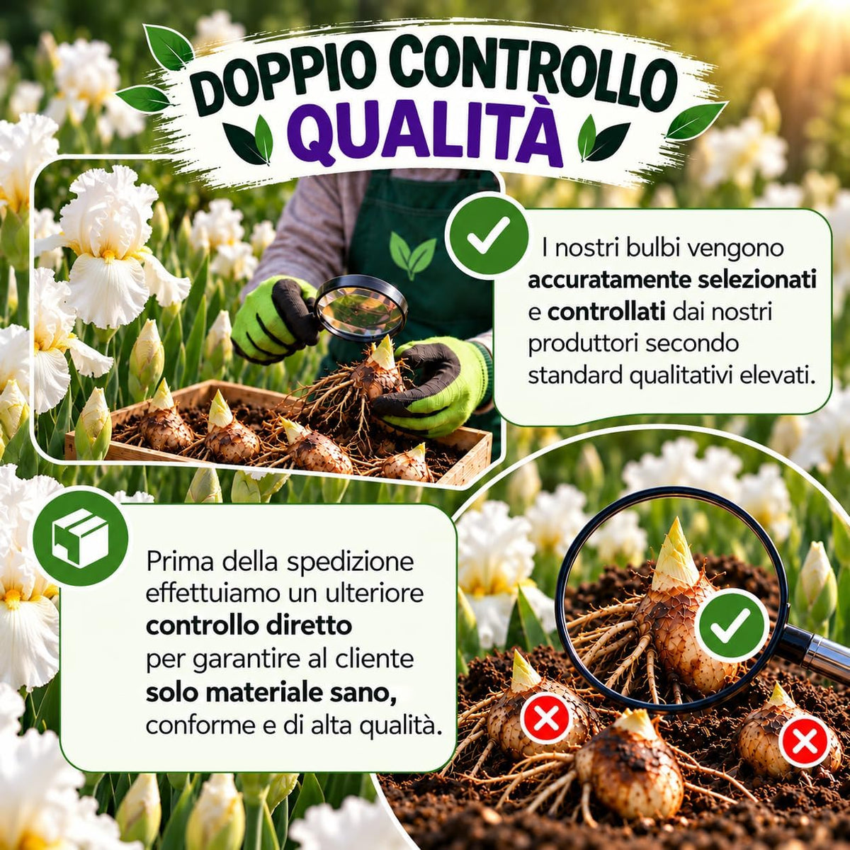 Iris germanica Skating Party rhizomes accuratamente selezionati e controllati con doppio controllo qualità.