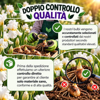 Iris germanica Skating Party rhizomes accuratamente selezionati e controllati con doppio controllo qualità.