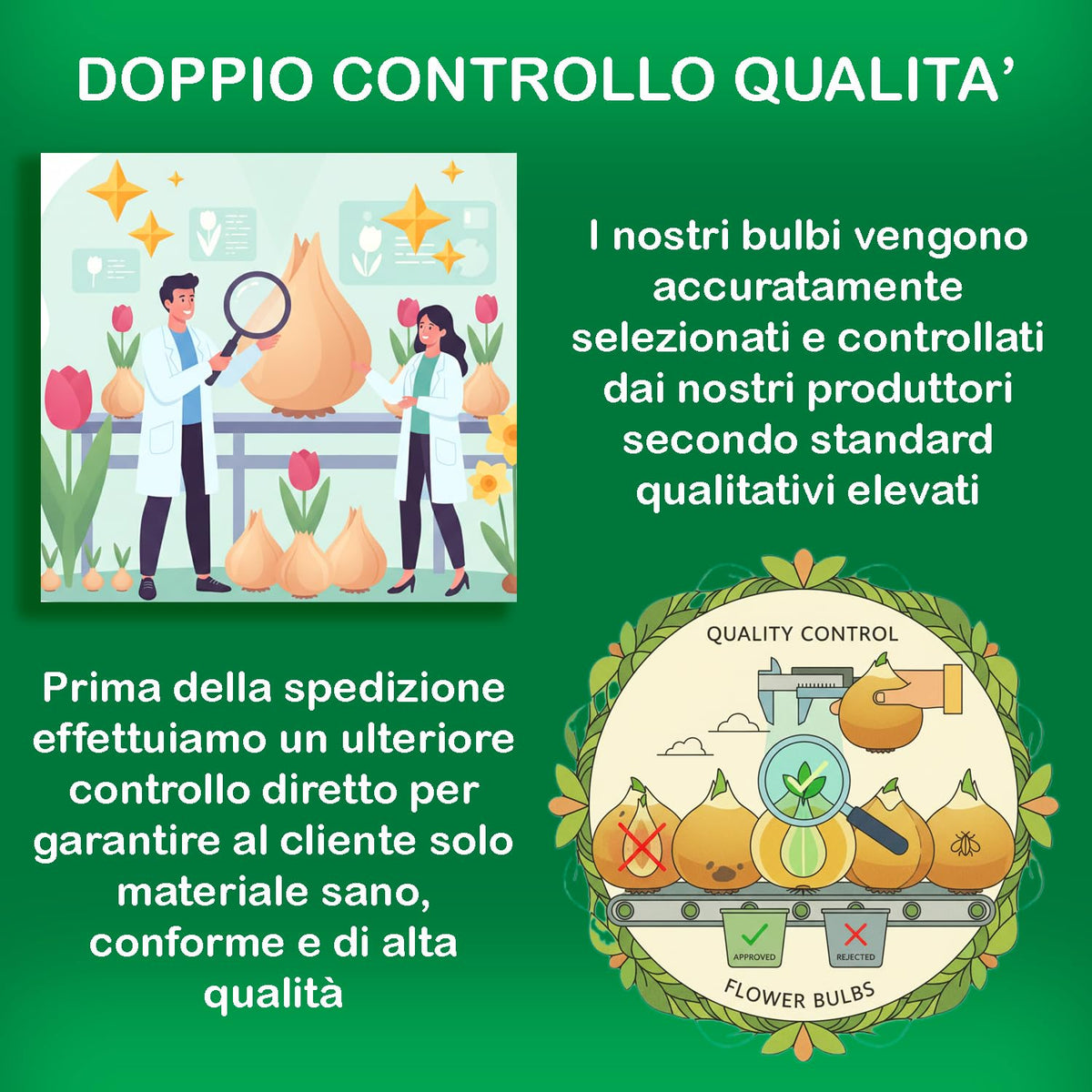 Controllo qualità per narcisi bulbi olandesi, supervisione in laboratori con fiori freschi e sani per clienti soddisfatti.