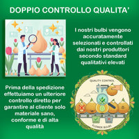 Controllo qualità per narcisi bulbi olandesi, supervisione in laboratori con fiori freschi e sani per clienti soddisfatti.