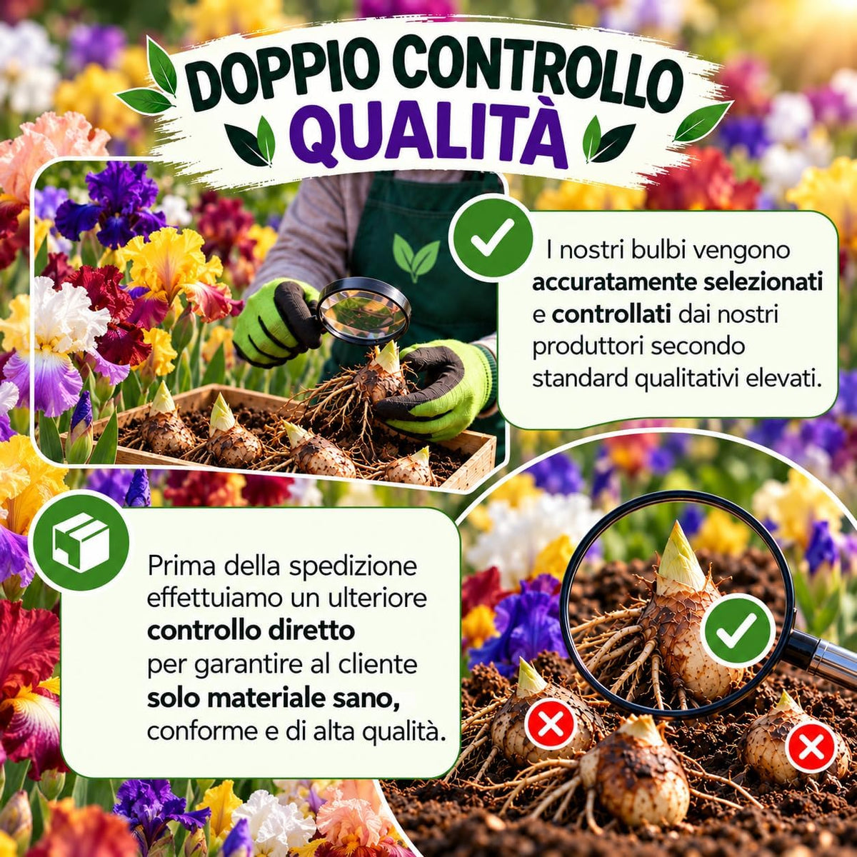 Doppio controllo qualità bulbi Iris germanica rizomi mix accuratamente selezionati per garantire materiale sano e di alta qualità.