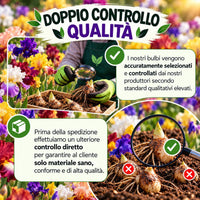 Doppio controllo qualità bulbi Iris germanica rizomi mix accuratamente selezionati per garantire materiale sano e di alta qualità.