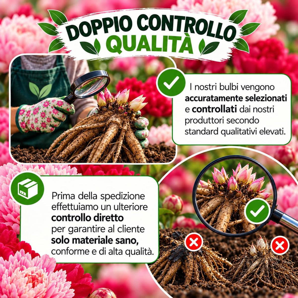 PAEONIA Lactiflora ROSSA E ROSA (2 Radici)