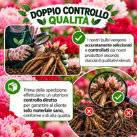 PAEONIA Lactiflora ROSSA E ROSA (2 Radici)