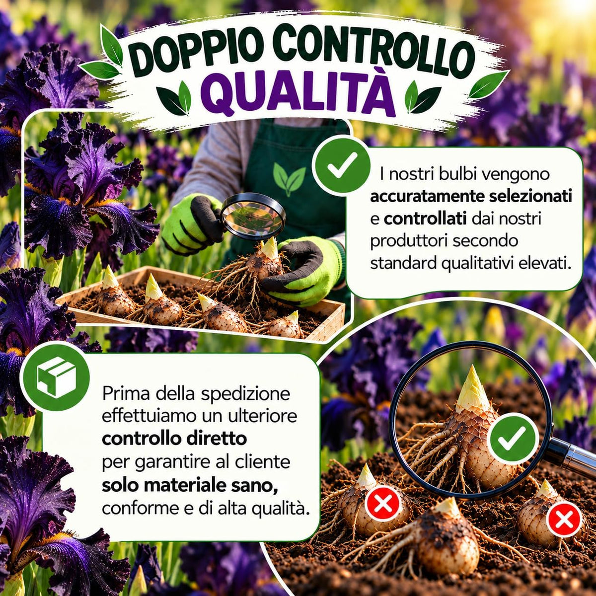 Controllo qualità Iris germanica Night Owl rizomi selezionati, evidenziando un processo accurato prima della spedizione.
