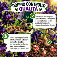 Controllo qualità Iris germanica Night Owl rizomi selezionati, evidenziando un processo accurato prima della spedizione.