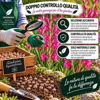 Controllo qualità gladiolus byzantinus bulbs in giardino con fiori rosa, selezione accurata e materiali sani.