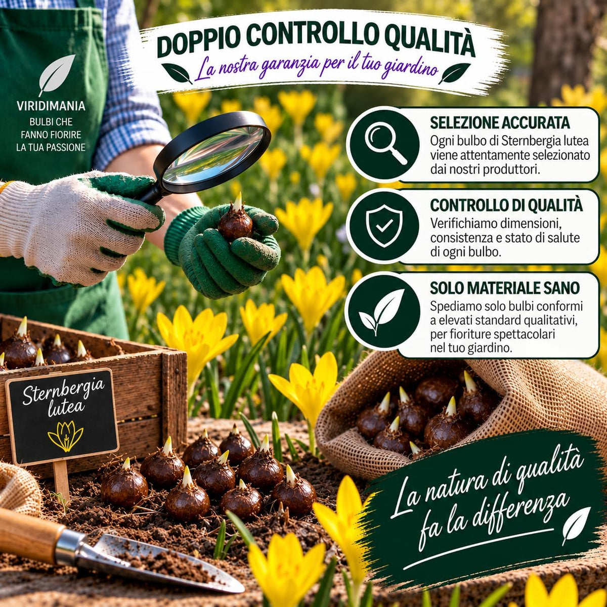 Sternbergia lutea (6 Bulbi)