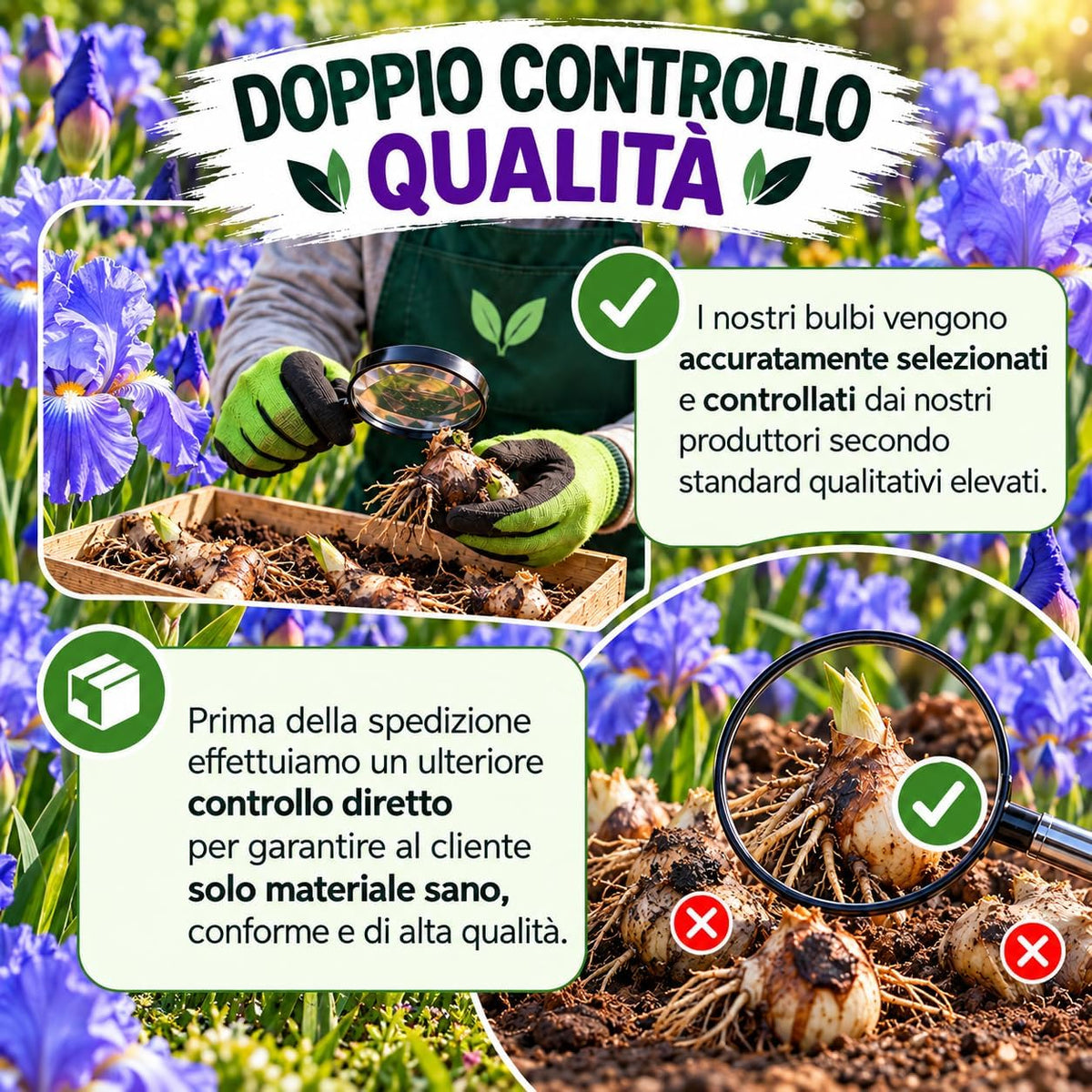 Controllo qualità dei bulbi di iris germanica blue sapphire rizomi, selezione e verifica della salute delle piante.