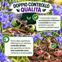Controllo qualità dei bulbi di iris germanica blue sapphire rizomi, selezione e verifica della salute delle piante.