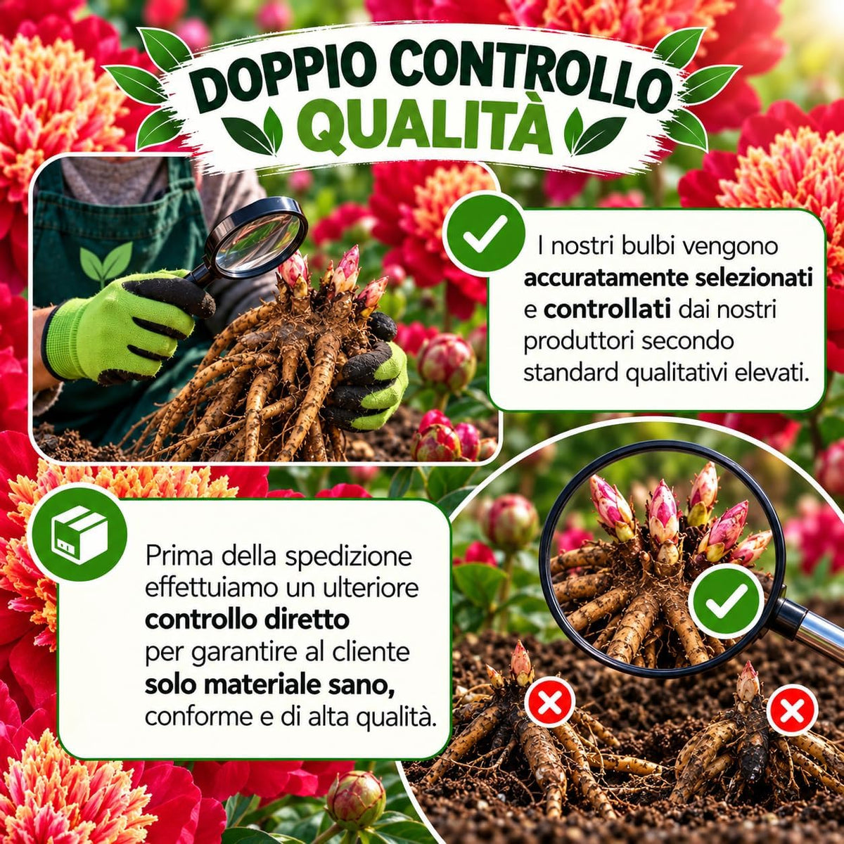 PAEONIA Lactiflora NIPPON BEAUTY (2 Radici)