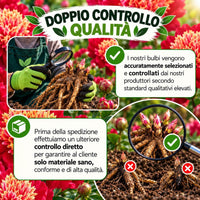 PAEONIA Lactiflora NIPPON BEAUTY (2 Radici)