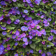 CLIMBING PLANTS SEED KIT | 5 Seed Packets | Climbing Nasturtium Mix | Climbing Strawberry | Passion Flower (Passiflora) | Luffa | Morning Glory “Blue Morning”