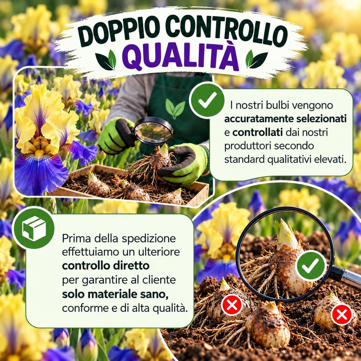 Controllo qualità dei bulbi di iris germanica edith wolford rizomi, selezione accurata e verifica standard.