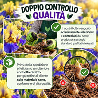 Controllo qualità dei bulbi di iris germanica edith wolford rizomi, selezione accurata e verifica standard.