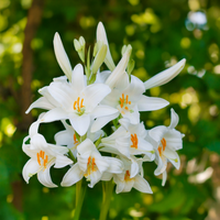 LILIUM CANDIDUM (1 bulb)