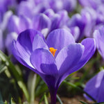 Load image into Gallery viewer, Crocus vernus &#39;Grand Maître&#39; - 10 Bulbs
