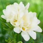 Load image into Gallery viewer, Freesia Double, WHITE - 10 Bulbs
